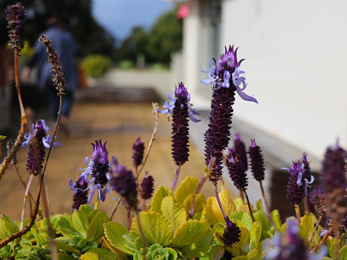 Bellum Hotel Mount Gambier Esterno foto