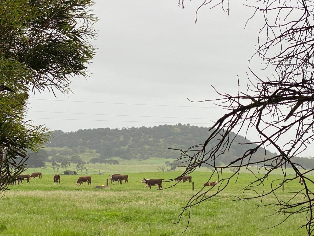 Bellum Hotel Mount Gambier Esterno foto
